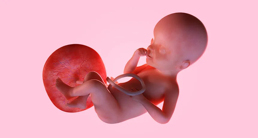 جفت جنین کی تشکیل میشود ؟