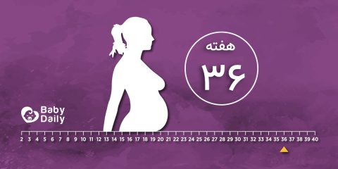 هفته 36 بارداری